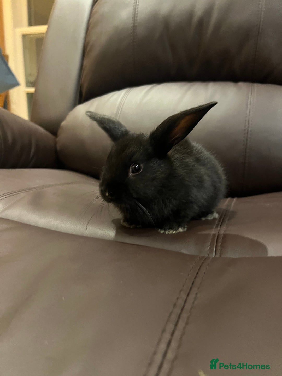 Mixed Breed rabbits for sale: Bunnies rabbits for sale - Image 1