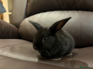 Mixed Breed rabbits - Advert 7