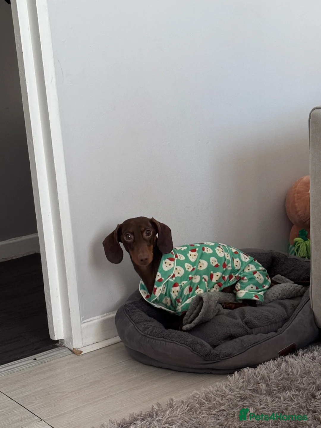 Dachshund dogs for stud: STUD ONLY (not for sale) - Advert 3