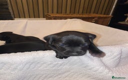 Patterdale Terrier dogs for sale: Patterdale terrier puppies  - Image 4