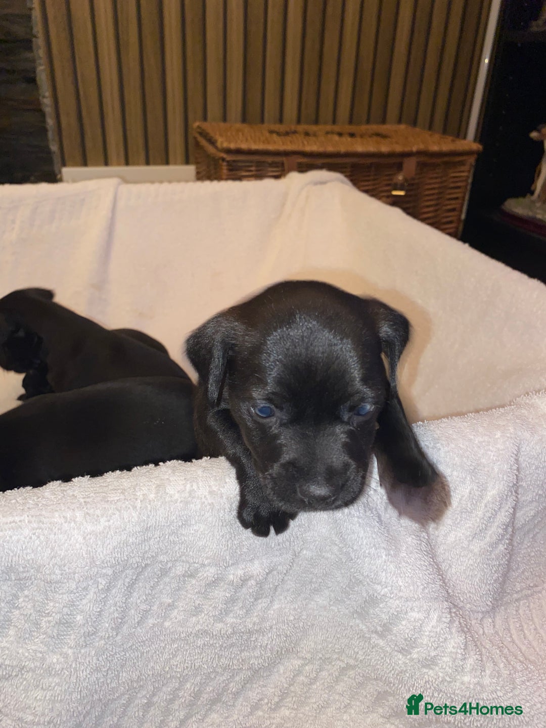 Patterdale Terrier dogs for sale: Patterdale terrier puppies  - Image 4