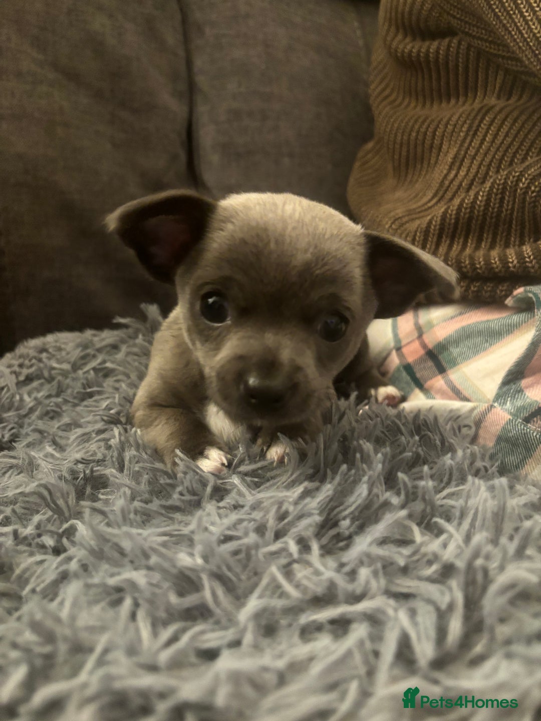 Chihuahua dogs for sale: Blue chihuahua puppies - Advert 4