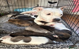 Mixed Breed dogs for sale: Gorgeous staffy kid boy - Image 3