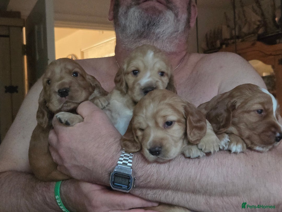 Cocker Spaniel dogs for sale: Beautiful and sweet puppy😊 - Image 15