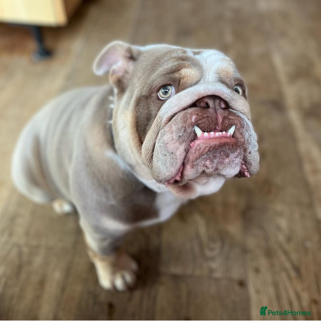 English Bulldog dogs for stud: STUD LOUIS V - BULLDOG  - Image 10