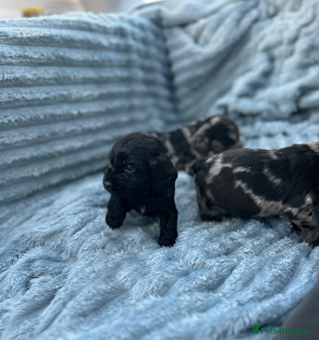 Cocker Spaniel dogs for sale: Stunning and unique puppies, DNA health tested - Advert 8