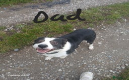 Border Collie dogs for sale: Border collie puppies  - Image 6