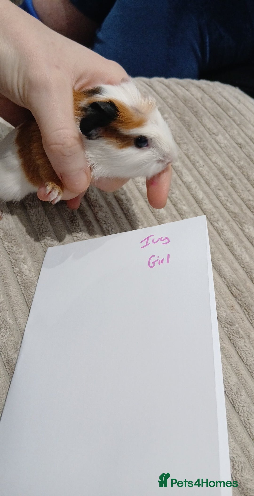 Guinea Pig rodents for sale: 8 guineapigs  - Advert 8