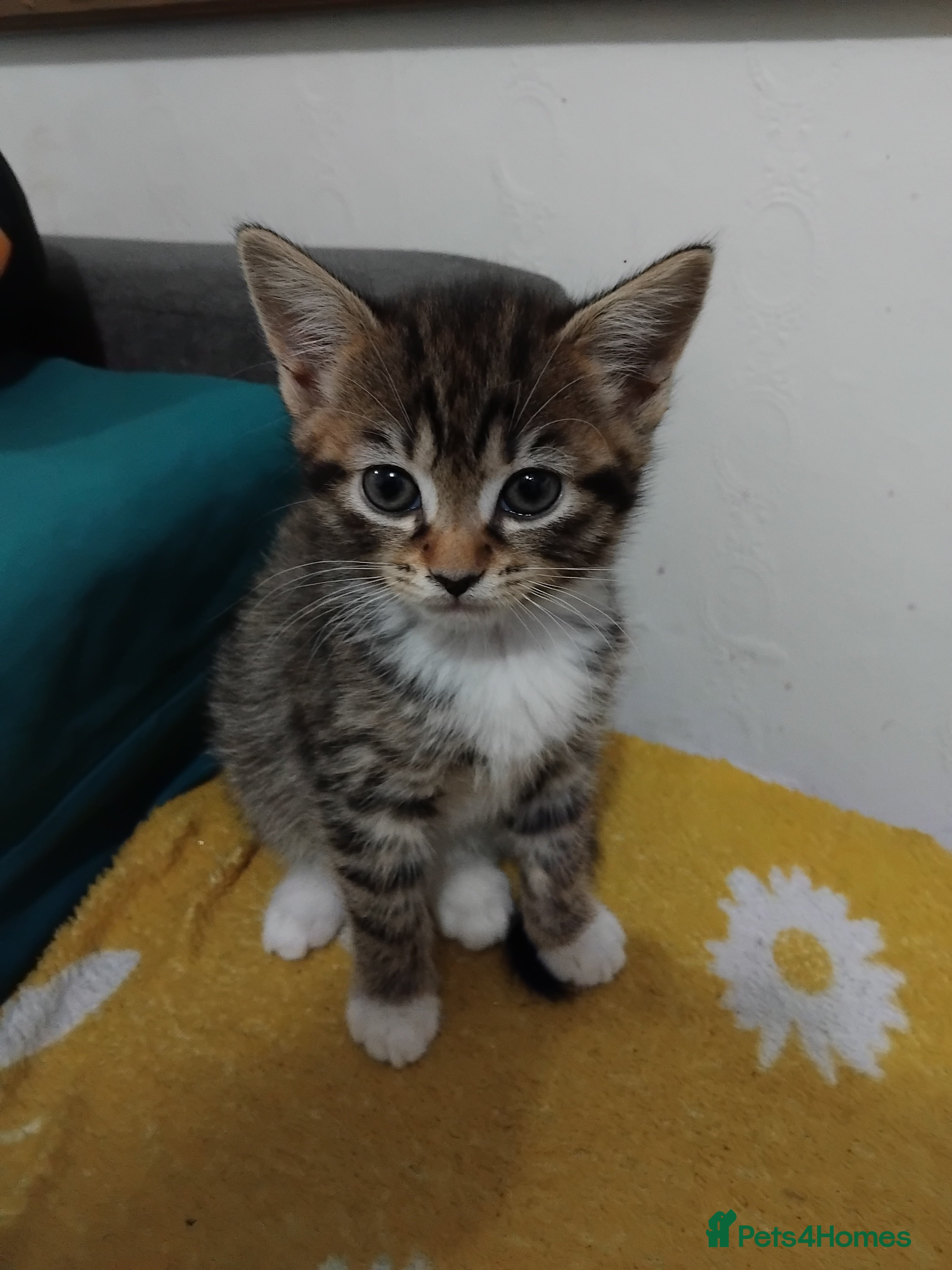 Mixed Breed cats Tabby girl  - Advert 11