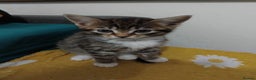Mixed Breed cats for sale: Tabby girl  - Advert 1