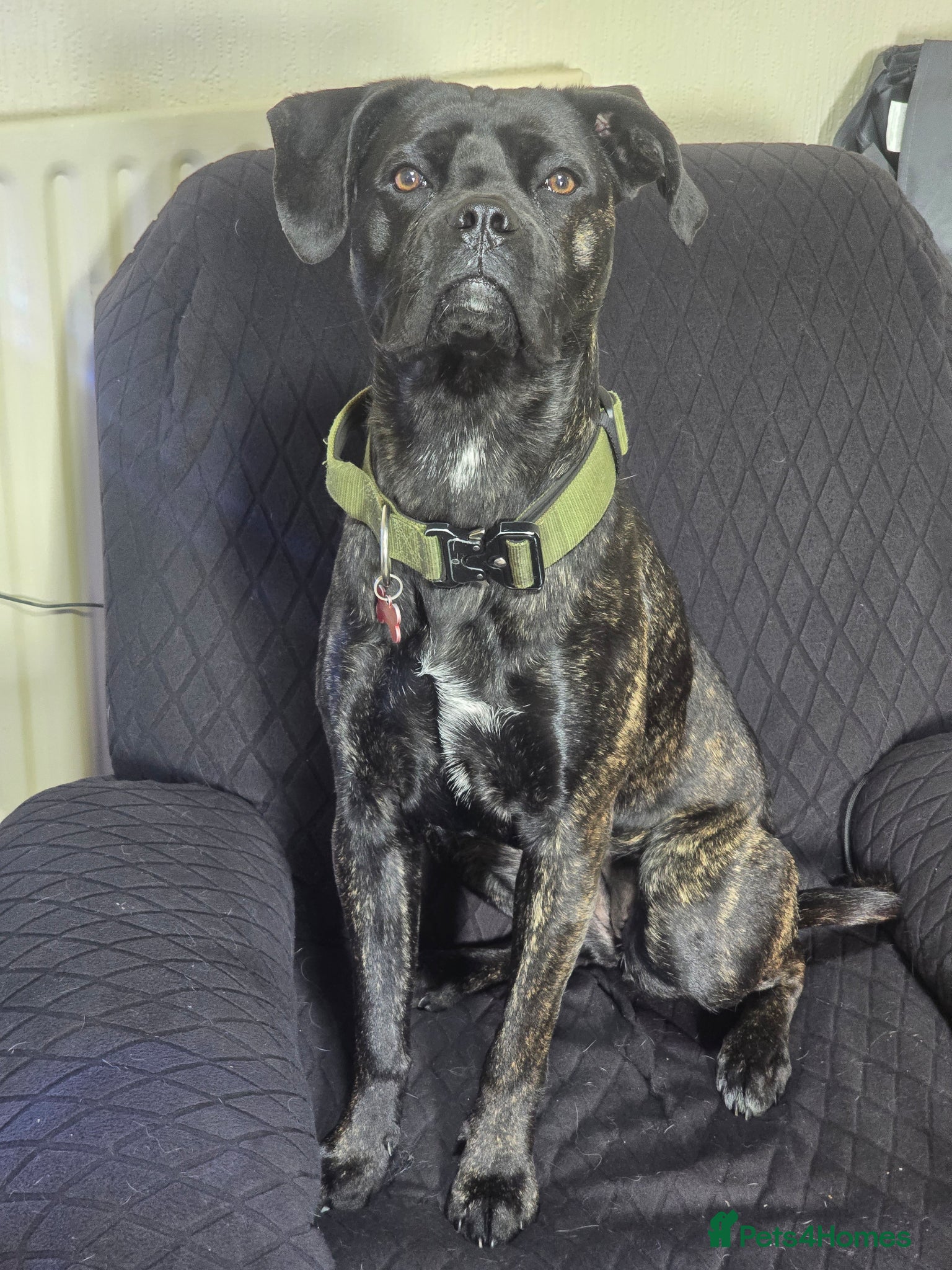 Cane Corso dogs for sale: Cane Corso (female) - Advert 1
