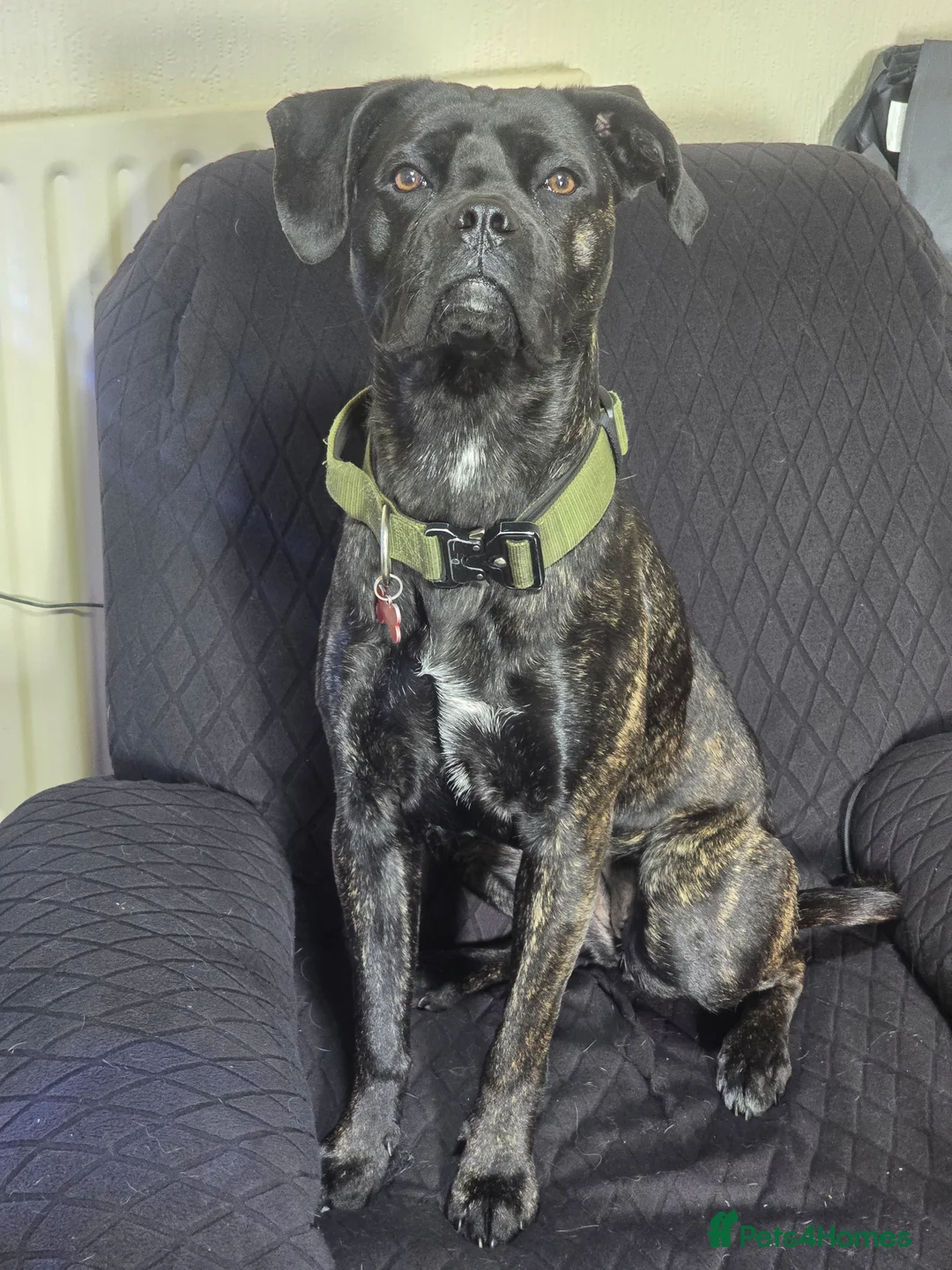 Cane Corso dogs for sale: Cane Corso (female) - Advert 1