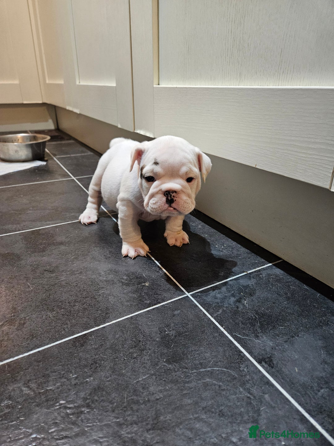 English Bulldog dogs for sale: English bulldogs - Advert 12