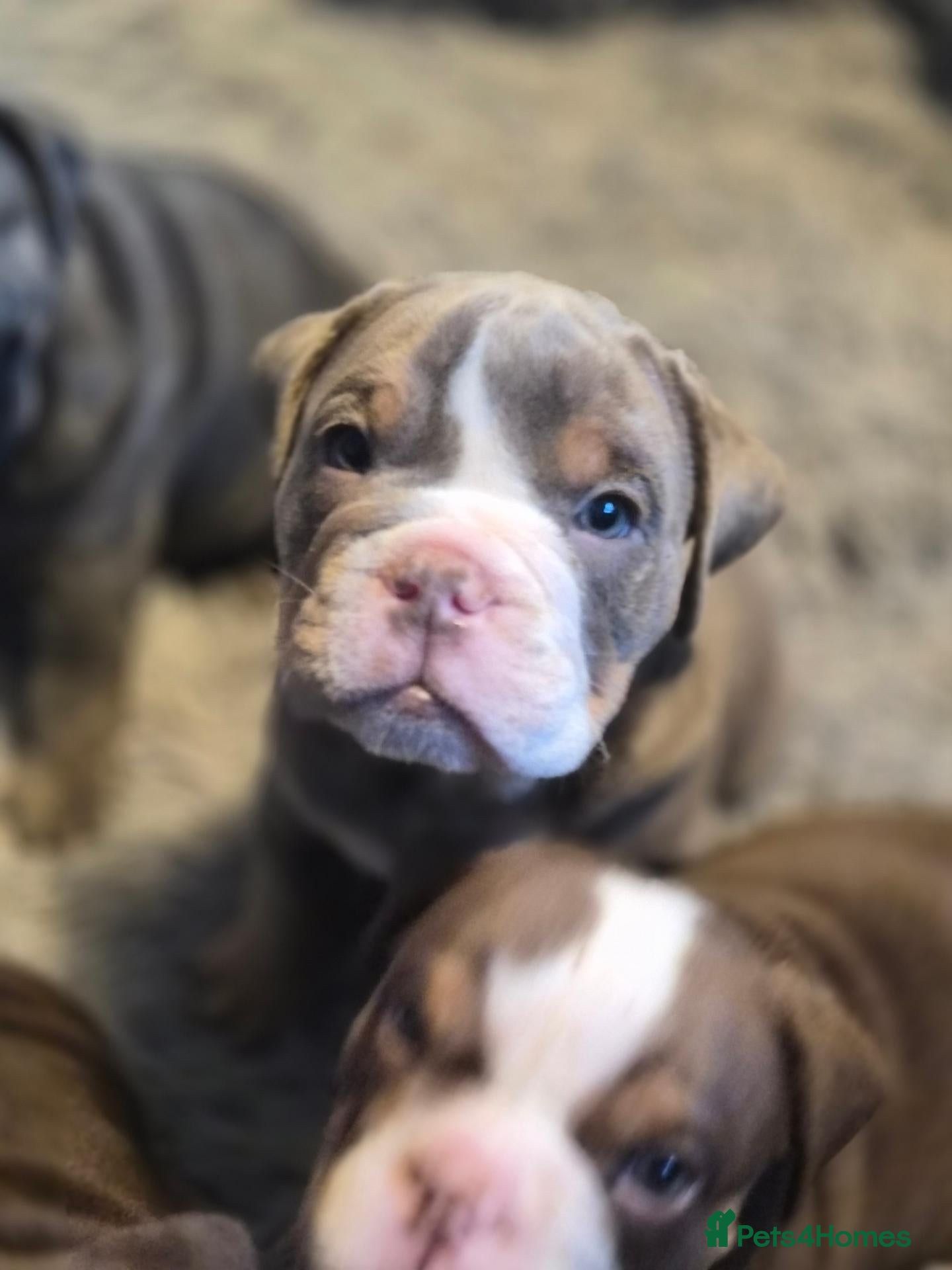 English Bulldog dogs Excellent healthy Puppies please read advert - Advert 19