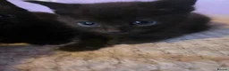 Mixed Breed cats for sale: Mixed kittens  - Advert 9