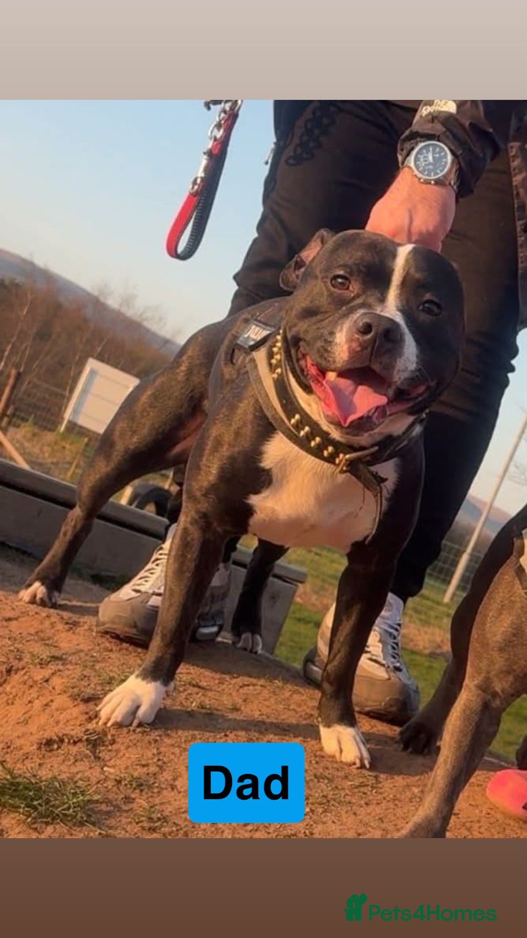 Staffordshire Bull Terrier dogs for sale: Staffy pups for sale  - Advert 14