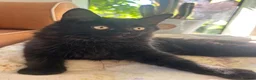 Ragdoll cats for sale: Exceptional 3/4 Ragdoll Girls Ready now! - Advert 10
