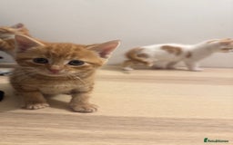 Mixed Breed cats for sale: One ginger male available  - Image 10