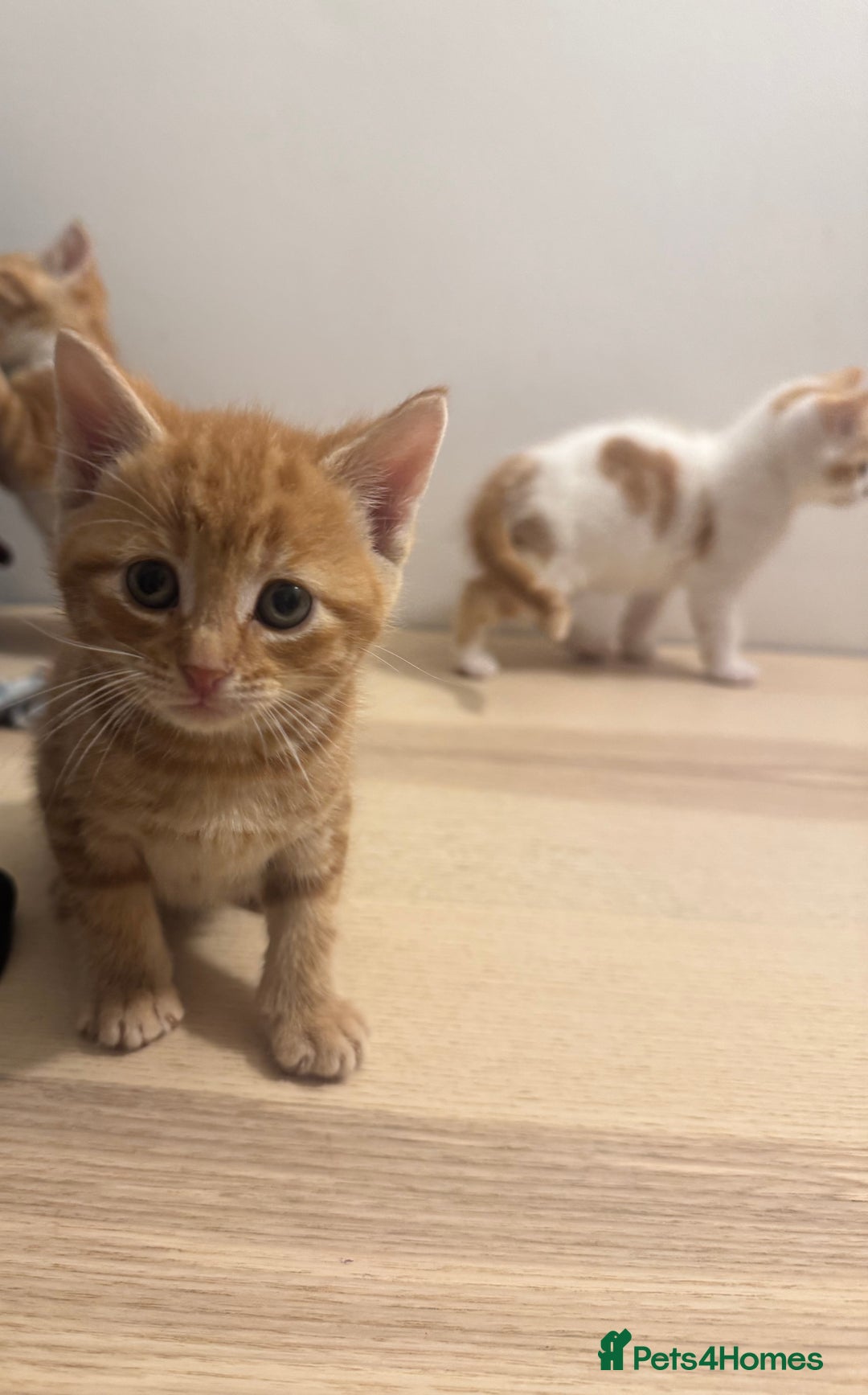 Mixed Breed cats for sale: One ginger male available  - Image 10