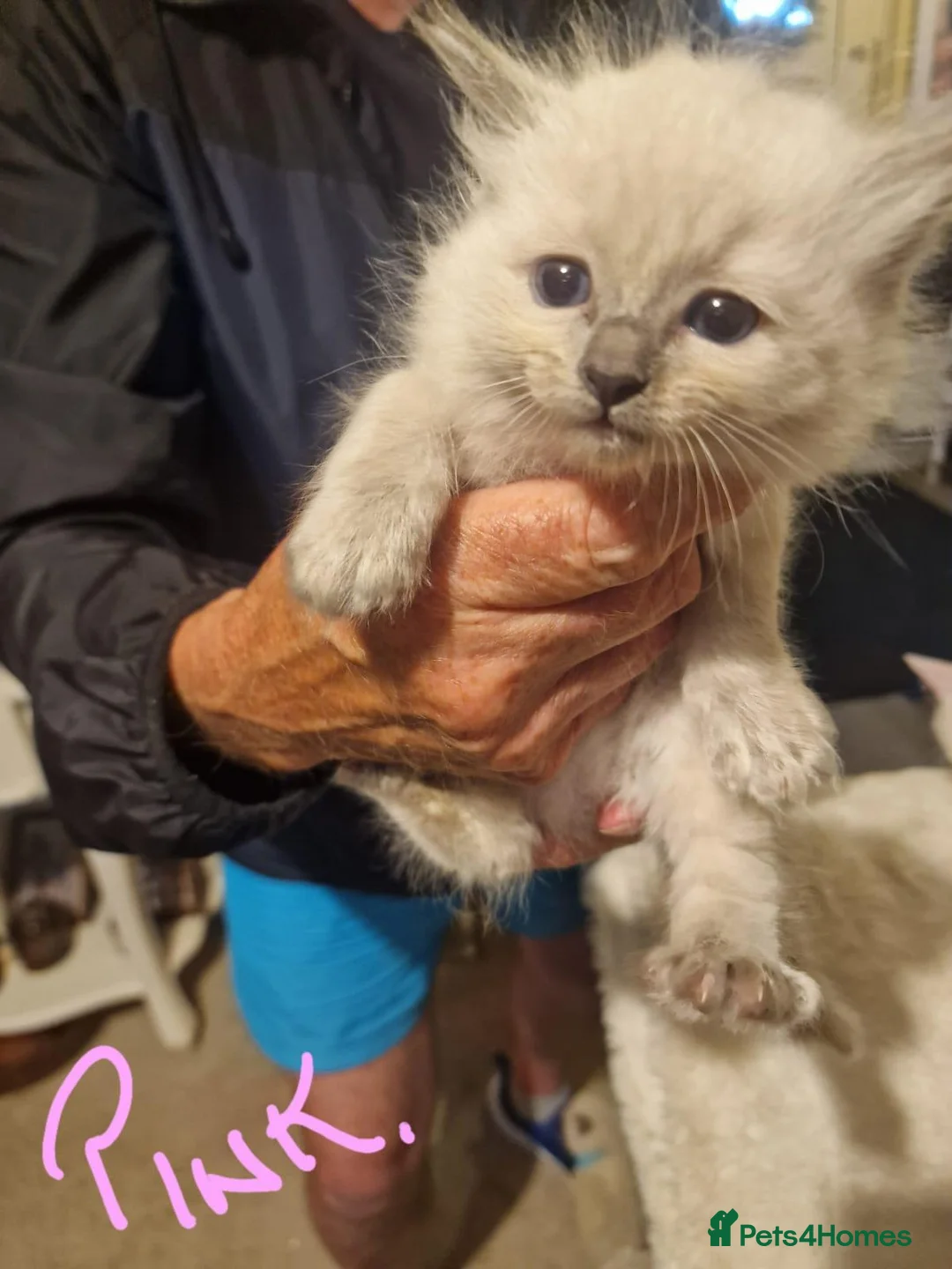 Ragdoll cats for sale: Ragdolls 2 girls 1 boy in East Boldon - Advert 2