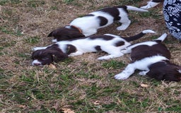 English Springer Spaniel dogs for sale: 🐾Beautiful KC Registered ES Spaniel Puppies🐾 - Image 17