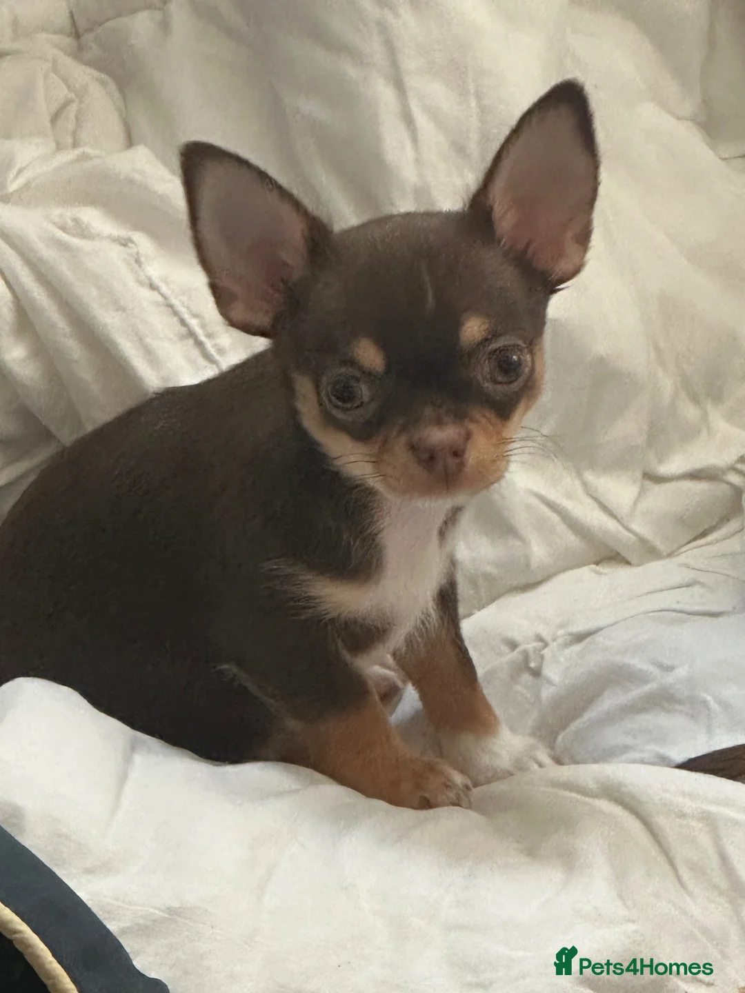 Chihuahua dogs for sale: Chihuahua puppies  in Derby - Advert 2