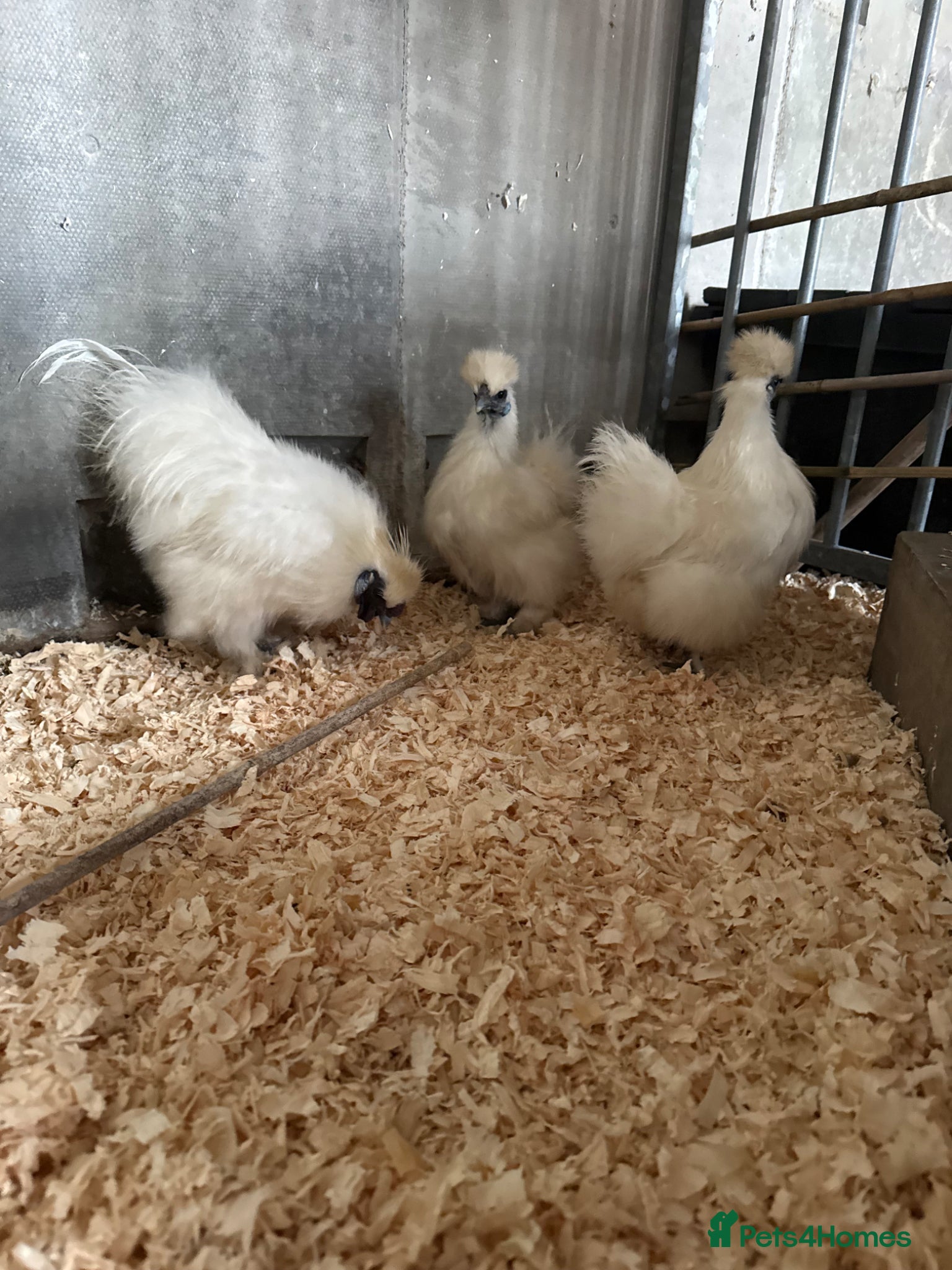 Chickens poultry Silkie hatching eggs - Advert 1