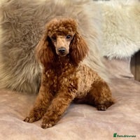 Toy Poodle dogs Donnajays professional service in Stafford - Advert 16