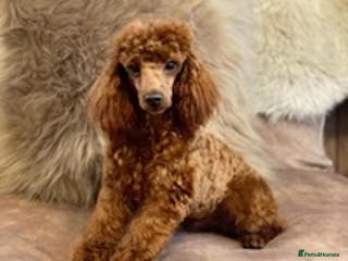 Toy Poodle dogs Donnajays professional service in Stafford - Advert 16