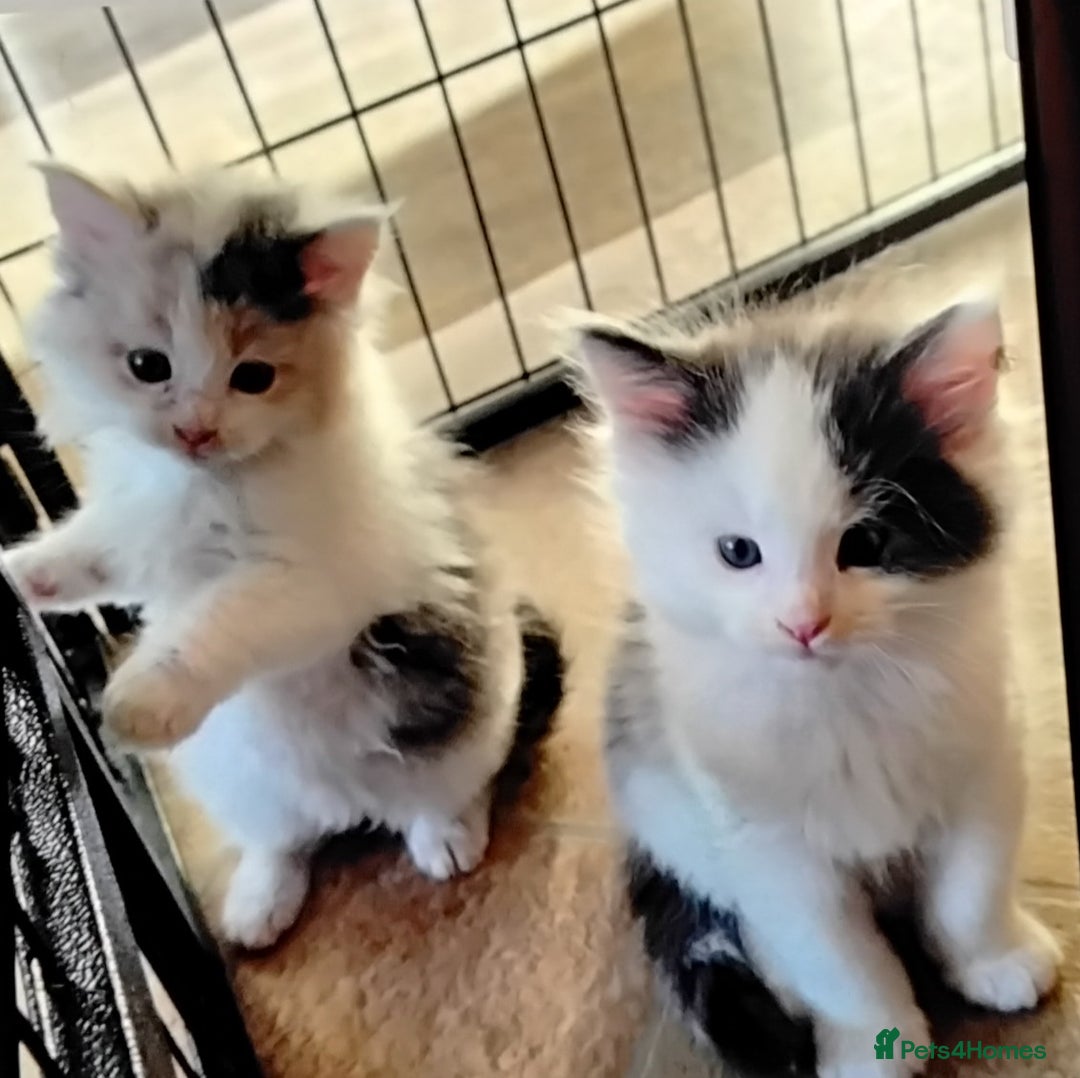 Maine Coon cats for sale: Tica registered maincoon kittens  - Advert 17