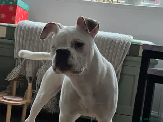 Mixed Breed dogs Staffy Mixed Breed. - Advert 1