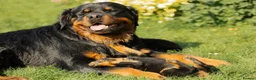 Rottweiler dogs for sale: Stunning Rottweiler Puppies  - Advert 27