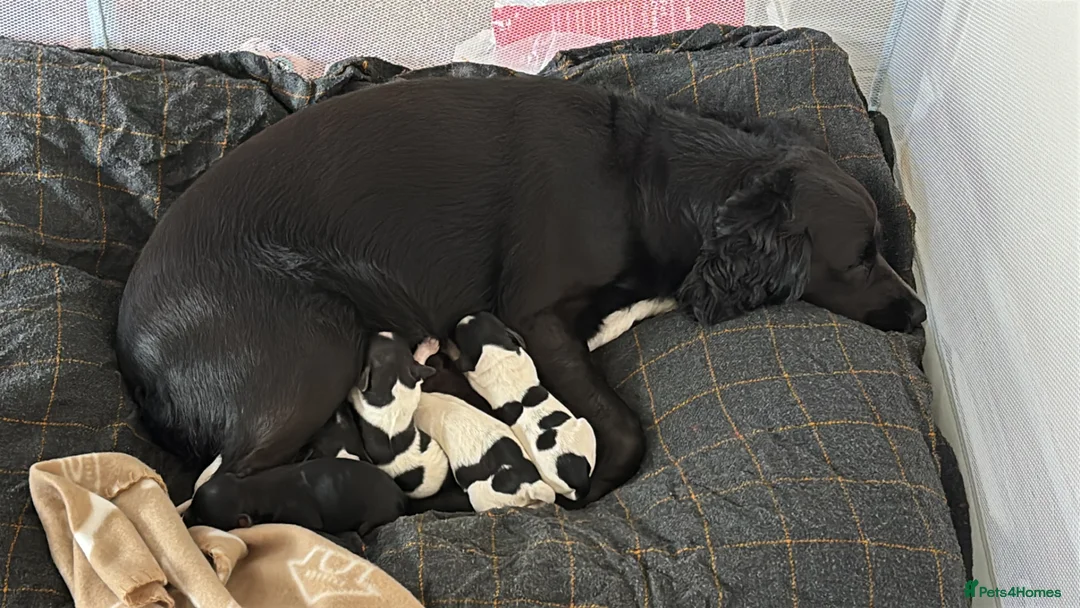 Mixed Breed dogs for sale: Beautiful Cocker Spaniel Mix Puppies for sale - Advert 21
