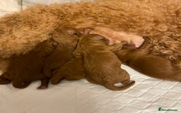 Cockapoo dogs for sale: Perfect Cockapoo Puppies 🐶  - Image 9