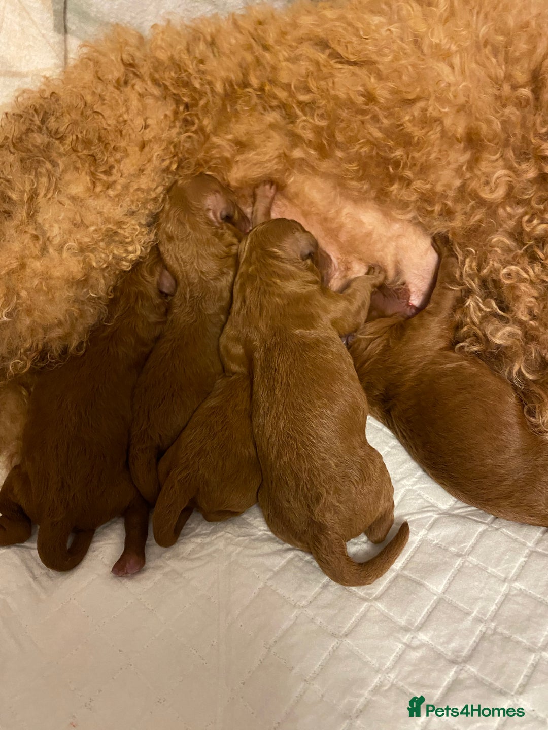 Cockapoo dogs for sale: Perfect Cockapoo Puppies 🐶  - Image 9