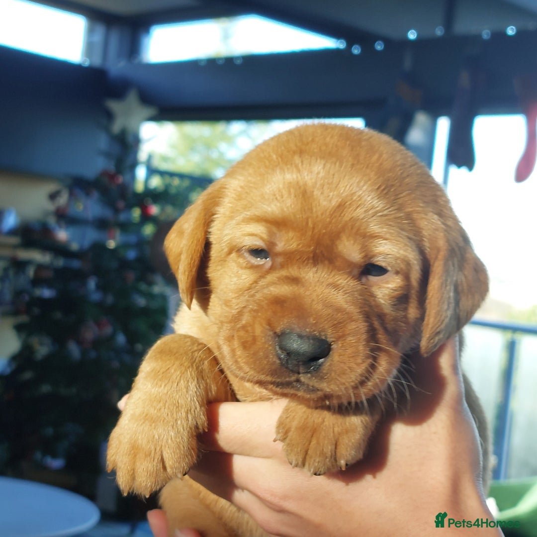 Labrador Retriever dogs for sale: Coco’s Labrador Puppies Seeking Loving Homes - Advert 9