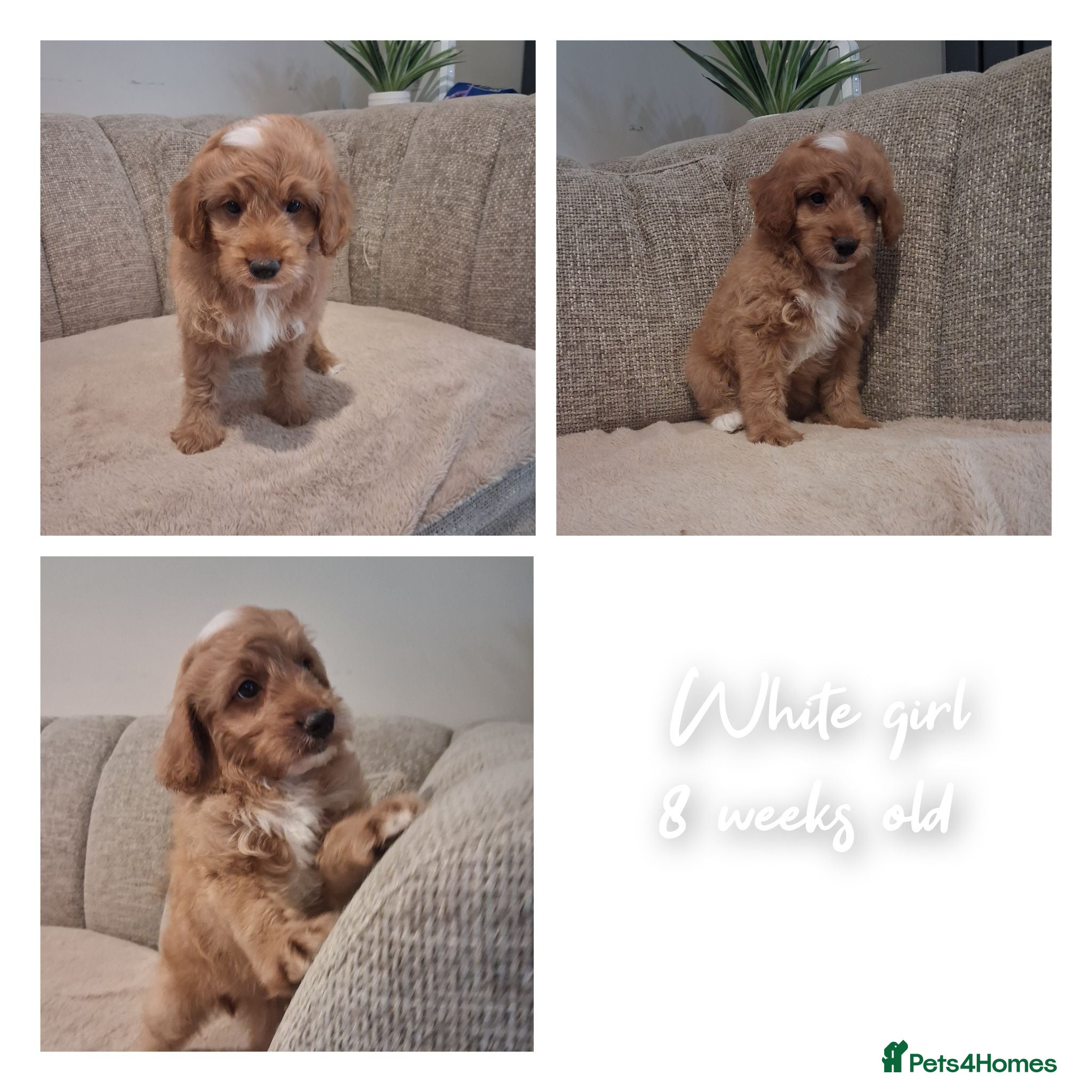 Australian Labradoodle dogs Ready to leave - Advert 1