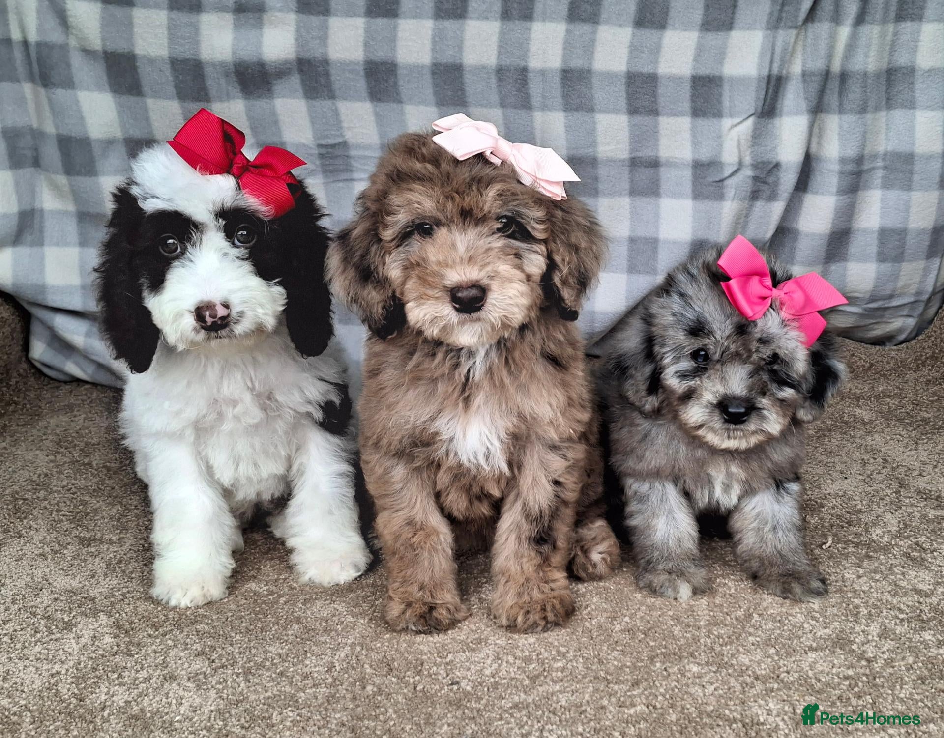 Cockapoo dogs Quality cockapoo puppies. - Advert 1