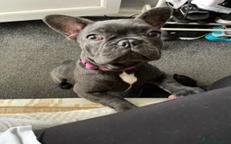 Mixed Breed dogs for sale: Rare Frenchie and Yorkie Mix litter - Image 25