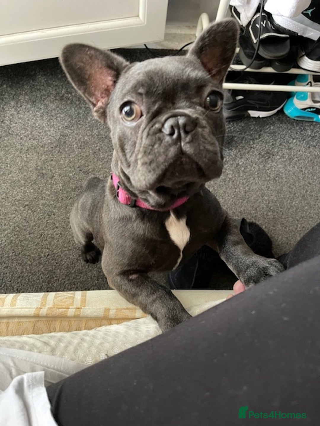 Mixed Breed dogs for sale: Rare Frenchie and Yorkie Mix litter - Image 25