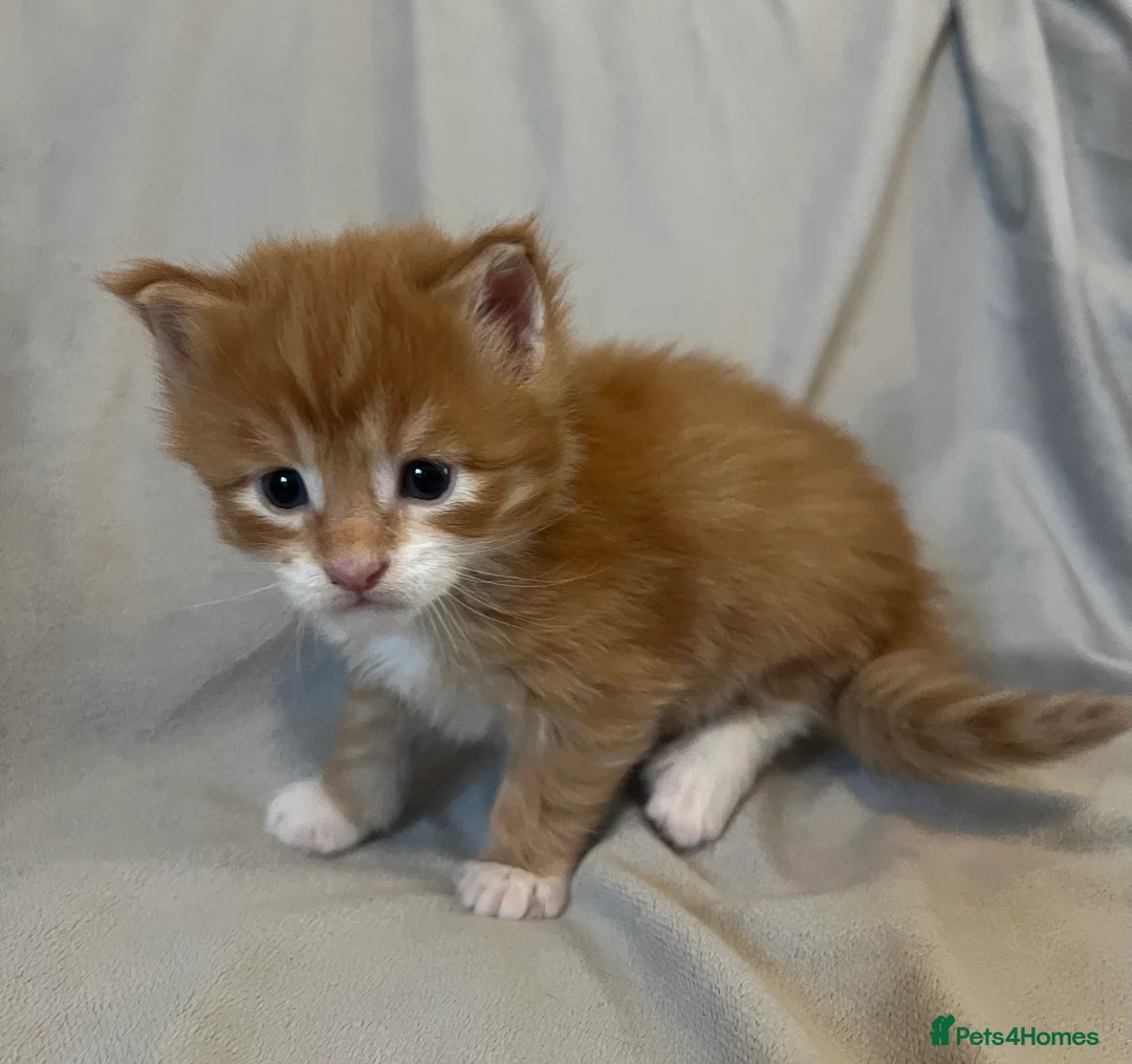 Maine Coon cats for sale: Beautiful and healthy litter of Maine coon kittens - Advert 24
