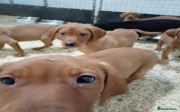 Labrador Retriever dogs for sale: Kc reg fox red working Labradors  - Image 13