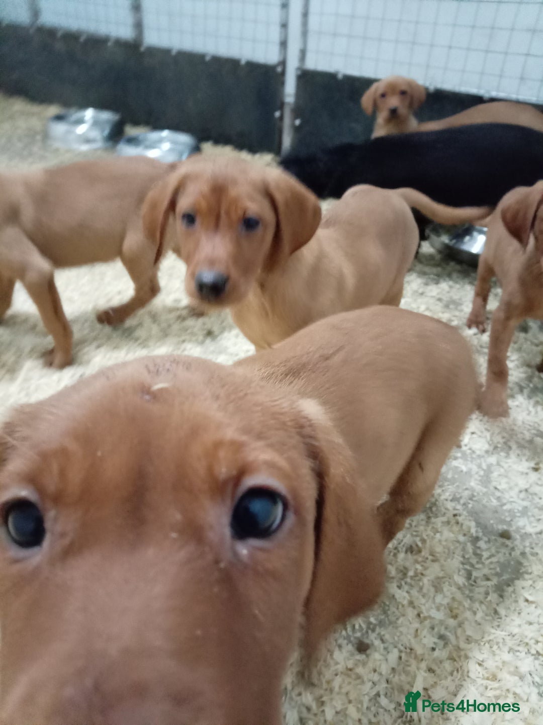 Labrador Retriever dogs for sale: Kc reg fox red working Labradors  - Image 13