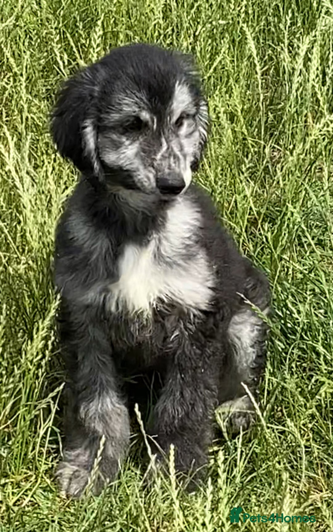 Afghan Hound dogs for sale: Three fabulous male Afghan hound puppies  - Image 5