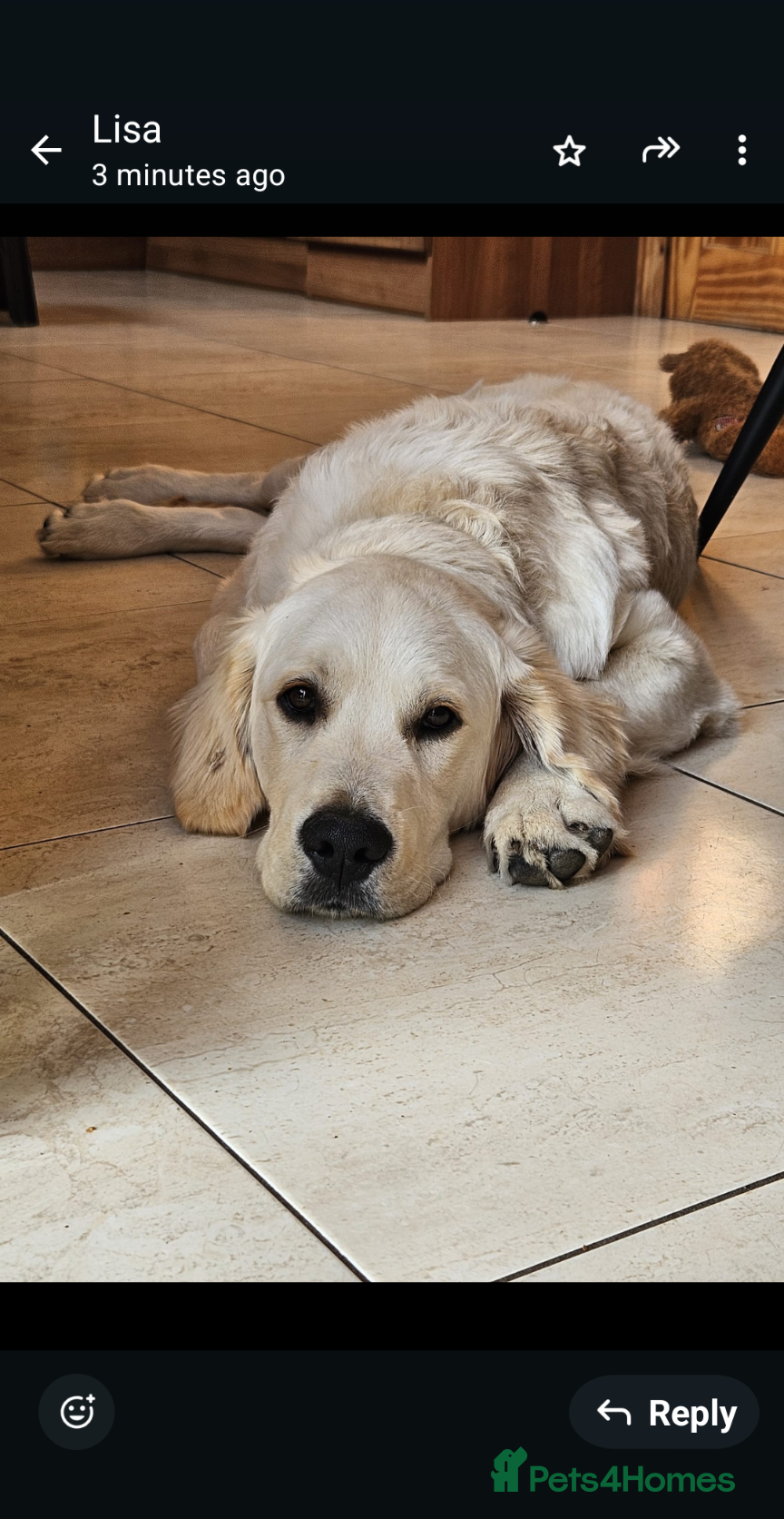 Golden Retriever dogs Golden retriever to stud  in Omagh - Advert 7