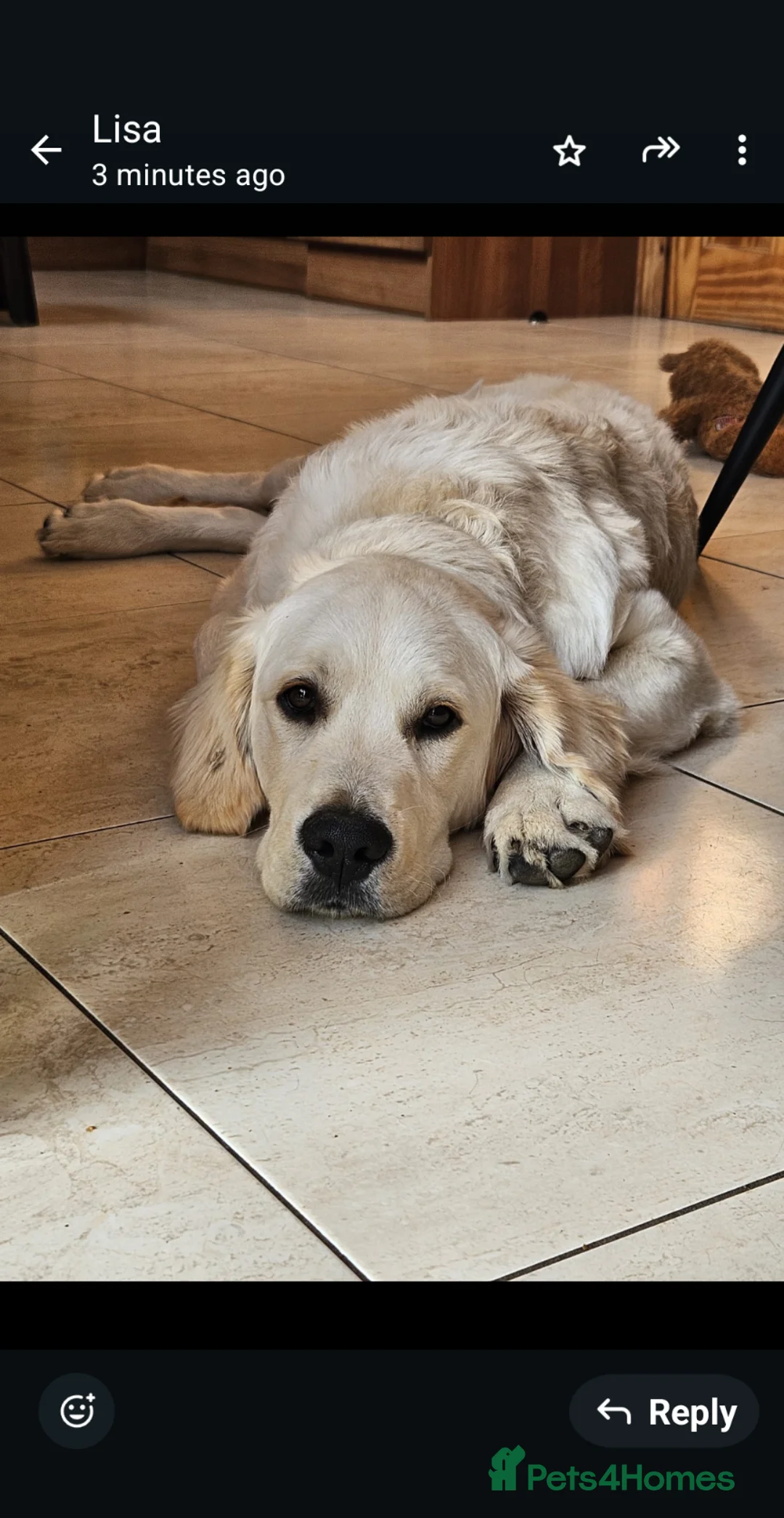 Golden Retriever dogs for stud: Golden retriever to stud  in Omagh - Advert 1