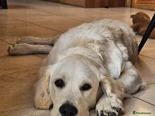 Golden Retriever dogs Golden retriever to stud in Omagh - Advert 7