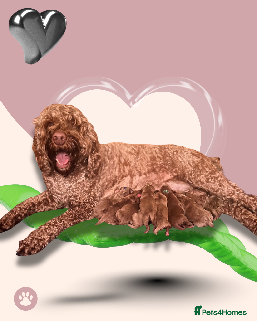 Australian Labradoodle dogs Tiny Tails,Big♥️Australian labradoodle - Advert 6