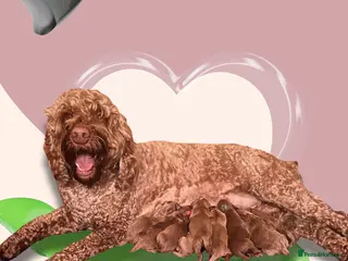 Australian Labradoodle dogs Tiny Tails,Big♥️Australian labradoodle - Advert 6