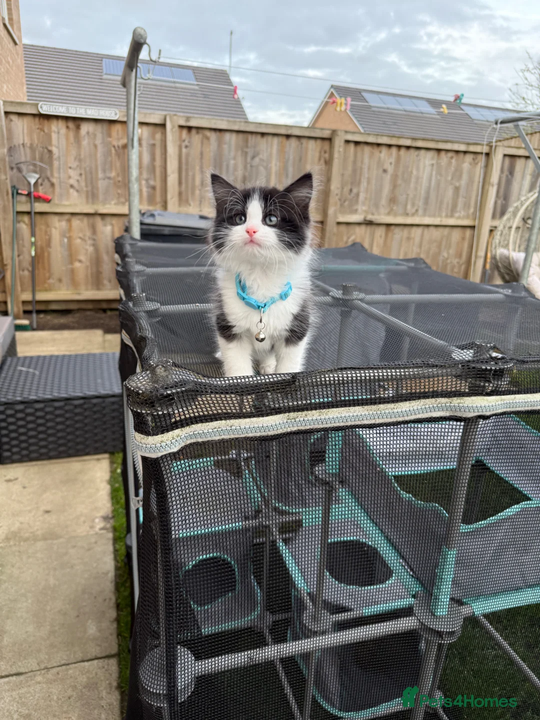 Ragdoll cats for sale: half-breed" Ragdoll Kittens  - Advert 2